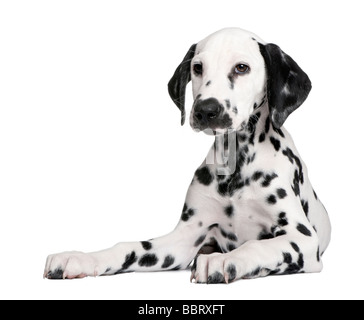 Chiot dalmatien devant un fond blanc Banque D'Images