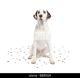 L'excrétion de Dalmatie ses taches devant un fond blanc Banque D'Images