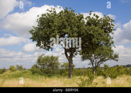 Arbre de marula Banque D'Images