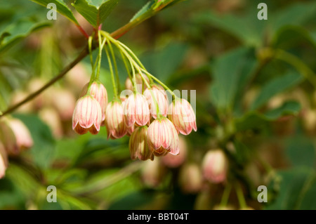 Enkianthus campanulatus Banque D'Images