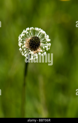 Plantain lancéole Plantago lanceolata Banque D'Images