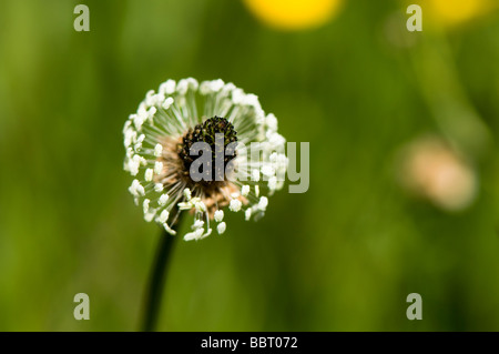 Plantain lancéole Plantago lanceolata Banque D'Images