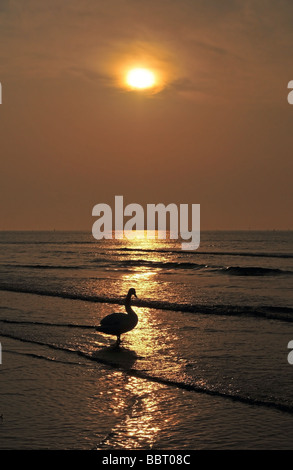 Swan debout dans les vagues douces d'un rivage Adriatique baignée dans la lueur d'un soleil rouge à Lido di Jesolo, Italie du Nord Banque D'Images