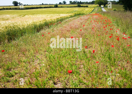 De plus en plus aux côtés de coquelicots d'une récolte de blé dans le célèbre 'Poppyland' Norfolk de Grande-Bretagne Banque D'Images