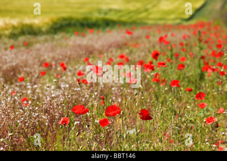 De plus en plus aux côtés de coquelicots d'une récolte de blé dans le célèbre 'Poppyland' Norfolk de Grande-Bretagne Banque D'Images