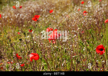 De plus en plus aux côtés de coquelicots d'une récolte de blé dans le célèbre 'Poppyland' Norfolk de Grande-Bretagne Banque D'Images