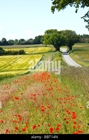 De plus en plus aux côtés de coquelicots d'une récolte de blé dans le célèbre 'Poppyland' Norfolk de Grande-Bretagne Banque D'Images