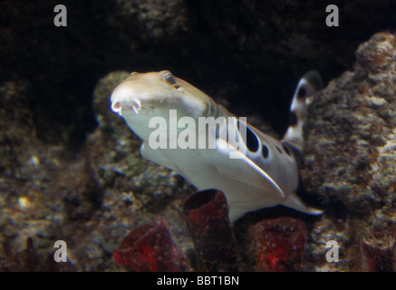 Hemiscyllium ocellatum, requin épaulette, Hemiscylliidae Banque D'Images