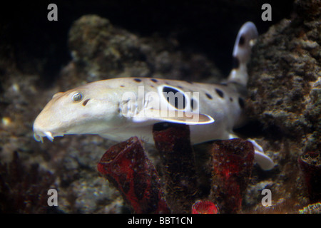 Hemiscyllium ocellatum, requin épaulette, Hemiscylliidae Banque D'Images