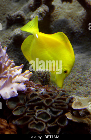 Tang Jaune, Zebrasoma Flavescens, Acanthuridae, Perciformes. Océan Pacifique Banque D'Images