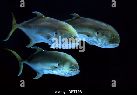 Géant, poisson Caranx ignobilis, Carangidés, Perciformes Banque D'Images