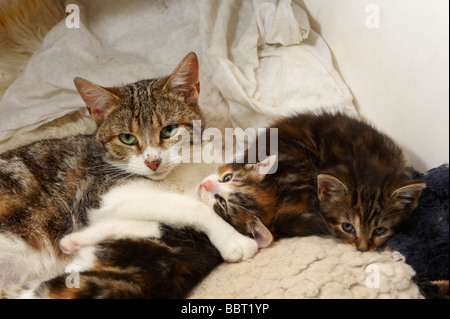 Chat femelle reine avec de jeunes chatons dans ses soins Banque D'Images