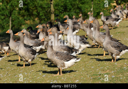 Gamme de foie gras d'oies en Dordogne France Banque D'Images