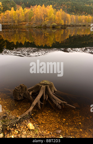 L'automne à Glen Affric Highlands Ecosse Banque D'Images