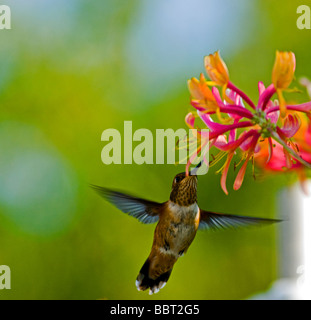 Humming Bird approchant honeysuckle flower Banque D'Images