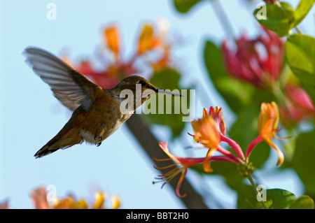 Humming Bird approchant honeysuckle flower Banque D'Images