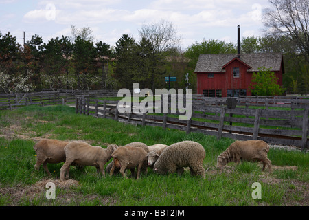 Ovis O aries moutons animaux domestiques élevage ou agriculture grandes images haute résolution images horizontales aux États-Unis US haute résolution Banque D'Images