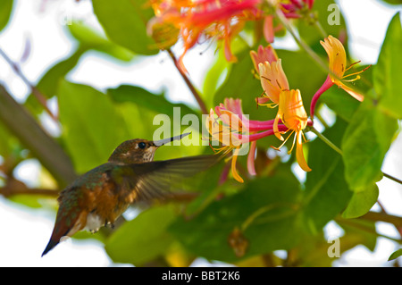 Approche de colibri fleur de chèvrefeuille Banque D'Images