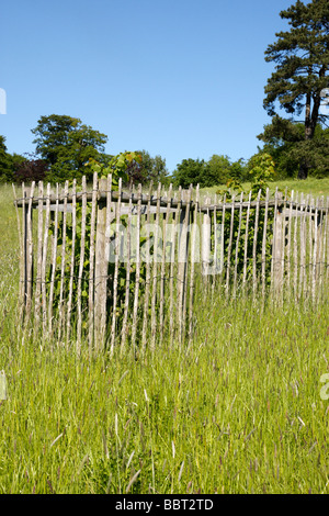 Clôture en bois pour protéger un jeune arbre en croissance uk worcestershire Banque D'Images