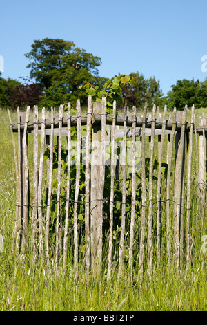 Clôture en bois pour protéger un jeune arbre en croissance uk worcestershire Banque D'Images