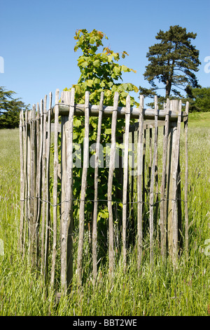 Clôture en bois pour protéger un jeune arbre en croissance uk worcestershire Banque D'Images