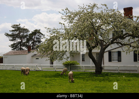 Maison de ferme fhistorique américaine farmiing avec des moutons Greenfield Village Michigan mi aux États-Unis paysage prairie au début du printemps personne horizontal haute résolution Banque D'Images