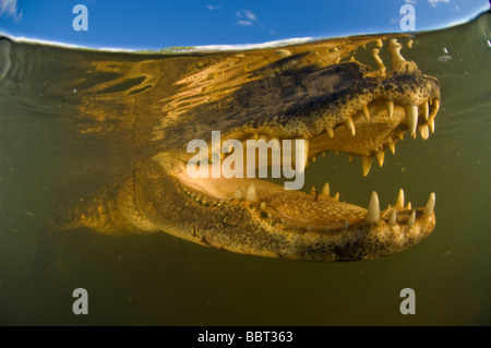 Alligator Alligator mississippiensis photographié sous l'eau dans la réserve nationale de Big Cypress en Floride Banque D'Images