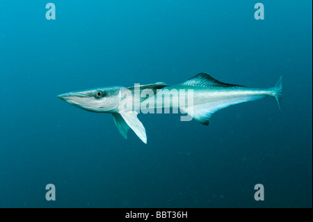 Remora ou Sucker Echeneis naucrates Requins en Floride Banque D'Images