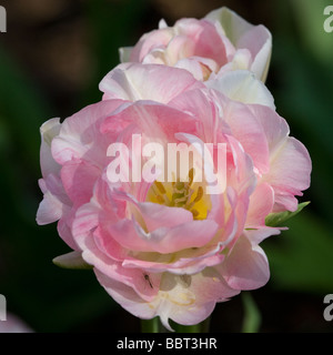 Tulipes Pivoines en fleurs Banque D'Images