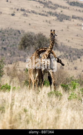 Girafe Masai sparring ou striction - Masai Mara National Reserve, Kenya Banque D'Images