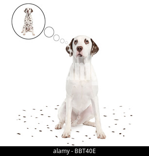 L'excrétion de Dalmatie ses taches devant un fond blanc Banque D'Images