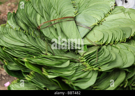 Feuilles de bétel prêt à vendre à Kerala, Inde Banque D'Images