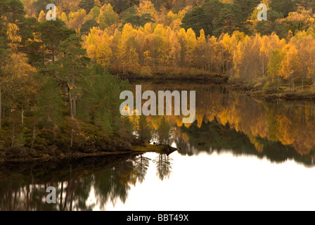 L'automne à Glen Affric Highlands Ecosse Banque D'Images