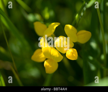 Lotus corniculatus lotier birdfoot commun Banque D'Images