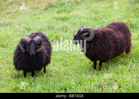 Moutons Soay utilisé pour la conservation des pâturages sur Baggy Point près de dans le nord du Devon Croyde Banque D'Images