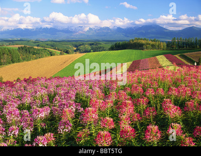 La floraison des fleurs dans les champs avec des prairies et des montagnes en arrière-plan Banque D'Images