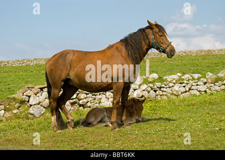 Une jument et son poulain dans un champ près de Mullaghmore dans le comté de Sligo, Irlande Banque D'Images