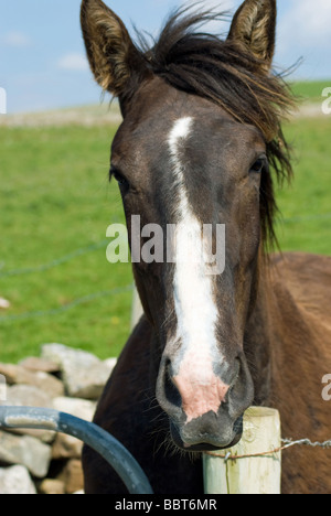 Un cheval dans un champ près du village de Mullaghmore, Comté de Sligo, Irlande Banque D'Images