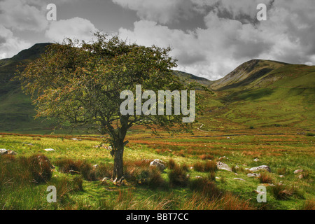 HDR De Lone Tree près de Clogwyn Du'r Arddu Parc National de Snowdonia, Gwynedd, Pays de Galles Banque D'Images