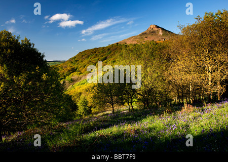 Bluebells à Newton Woods Roseberry Topping dans près de Great Ayton North Yorkshire Banque D'Images