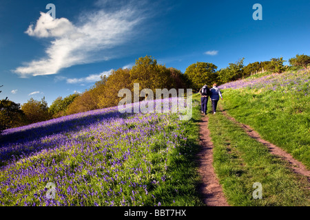 Bluebells à Newton Woods Roseberry Topping dans près de Great Ayton North Yorkshire Banque D'Images