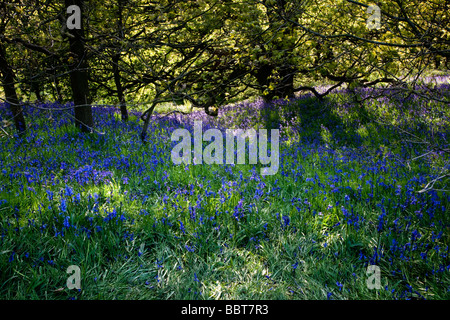 Bluebells à Newton Woods Roseberry Topping dans près de Great Ayton North Yorkshire Banque D'Images