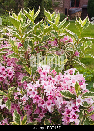 Weigela rose avec feuilles panachées Banque D'Images