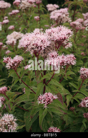 Le chanvre Eupatorium cannabinum agrimony Asteraceae UK Banque D'Images