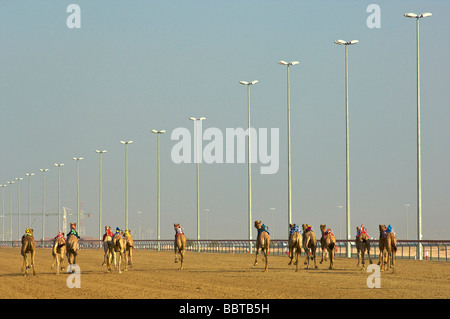 Dubai les courses de chameaux avec robot jockey Banque D'Images