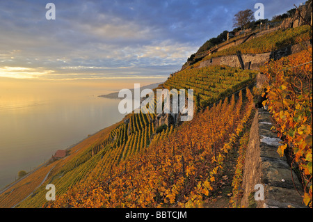 Les vignobles de Lavaux suisse sur le côté du Lac Léman Le lac Léman dans la soirée d'automne du soleil. Un site du patrimoine mondial de l'UNSECO. Banque D'Images