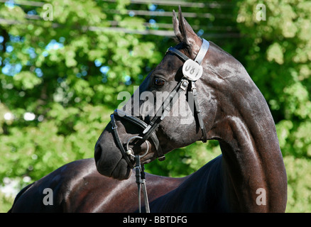 Chevaux Akhal Téké portrait, Moscou, Russie Banque D'Images