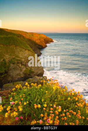 Fleurs sauvages près de Porthleven, Cornwall, UK Banque D'Images