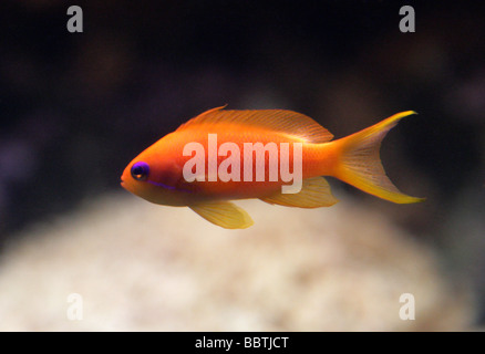 Lyretail Coralfish Mer, Goldie, Lyretail Anthias ou Scalefin Anthia, Pseudanthias squamipinnis, Serranidae. Banque D'Images