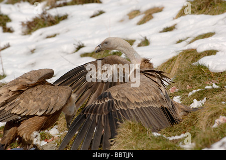 Vautour fauve Gyps fulvus se nourrissant de cadavre dans la neige photographié en France Banque D'Images